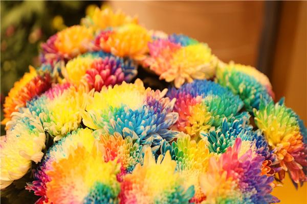 2021开封菊花展什么时候开始