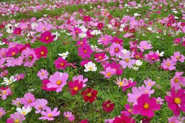2021清远赏花好去处-秋季攻略