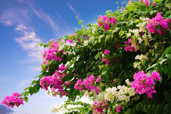 2021清远赏花好去处-秋季攻略