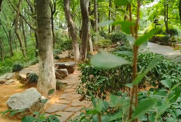 2021湖南省植物园最佳观赏桂花时间