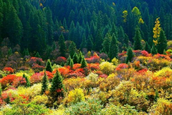 阿坝秋天最美的景点 四川阿坝州旅游景点有哪些