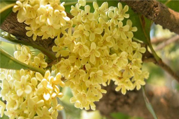 南昌湾里哪里可以赏桂花