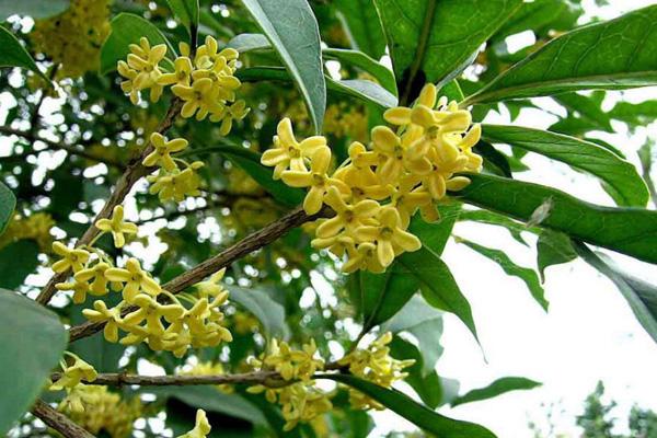 南昌湾里哪里可以赏桂花