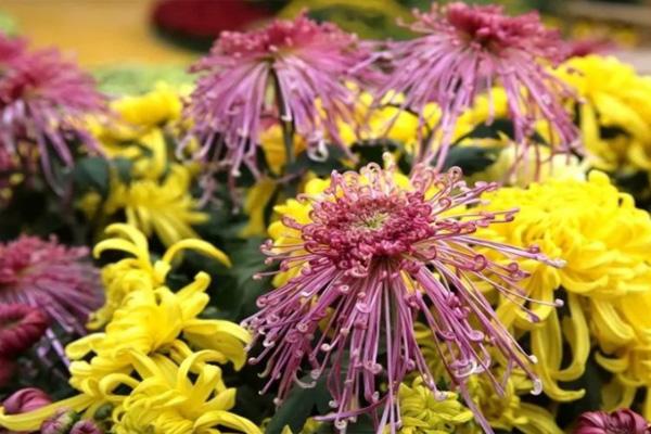 南通菊花展2021什么时候开始 