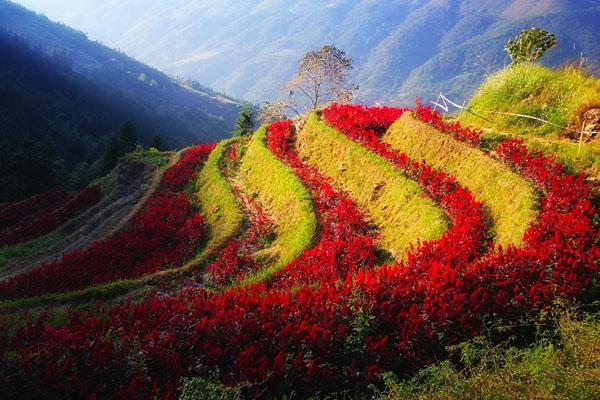 桂林龙胜布尼梯田景点门票及游玩攻略
