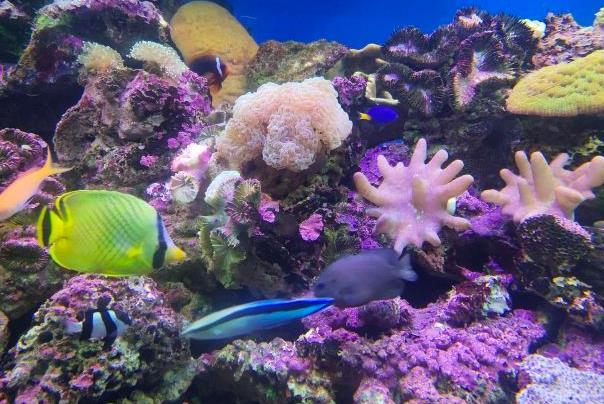 2021青岛海昌极地海洋公园万圣节有什么活动