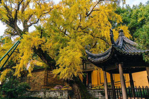 无锡惠山古镇赏银杏游玩攻略