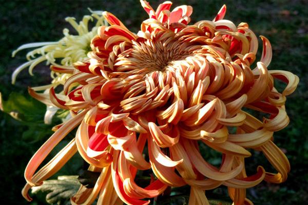 2021天津菊花展在哪里举办-活动详情