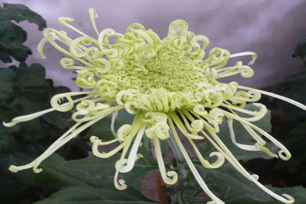 2021天津菊花展在哪里举办-活动详情