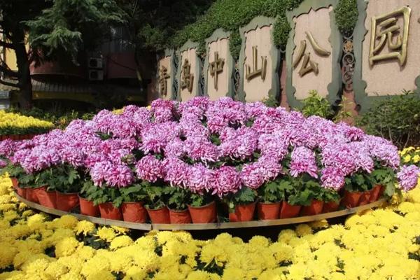 2021青岛市第37届菊展会场分布详情