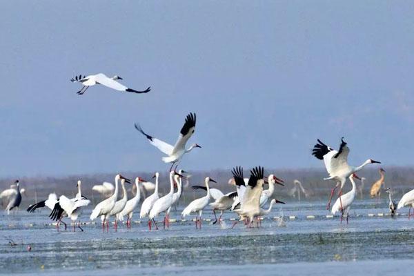 2021江西鄱阳湖门票及旅游攻略