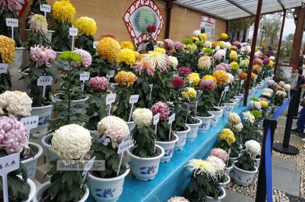 2021宁波植物园菊花展活动