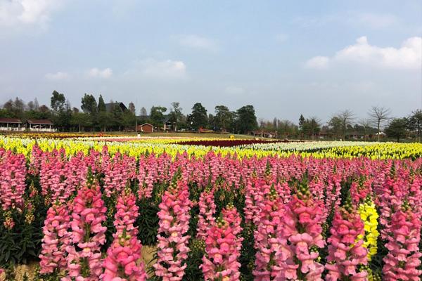2021佛山梦里水乡百花园周年庆免费入园指南