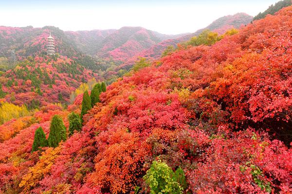 2021济南红叶谷红叶最佳观赏时间-旅游攻略