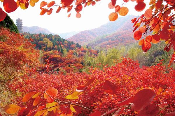 2021济南红叶谷红叶最佳观赏时间-旅游攻略