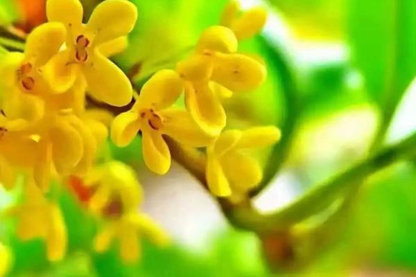 2021温州乐清桂花最佳打卡地在哪儿