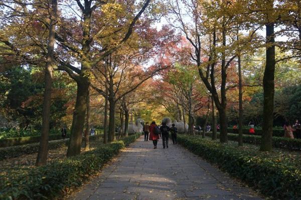 南京石像路秋色什么时候最漂亮 2021南京最美600米最佳拍照时间