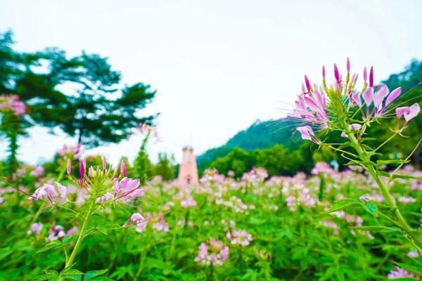 佛山秋天看花海的好地方