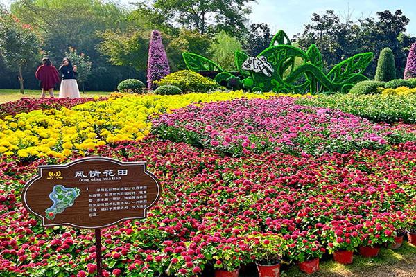 2021襄阳菊花展活动汇总