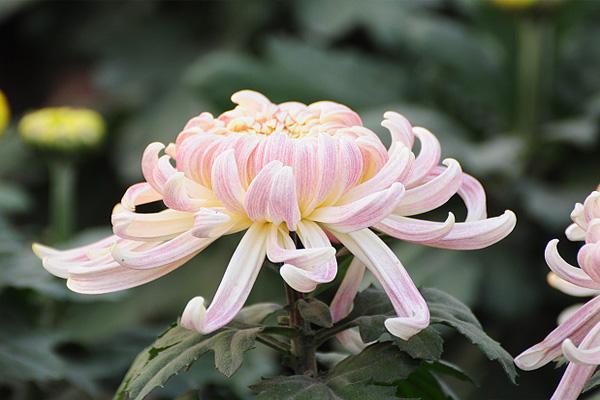 2021襄阳菊花展活动汇总