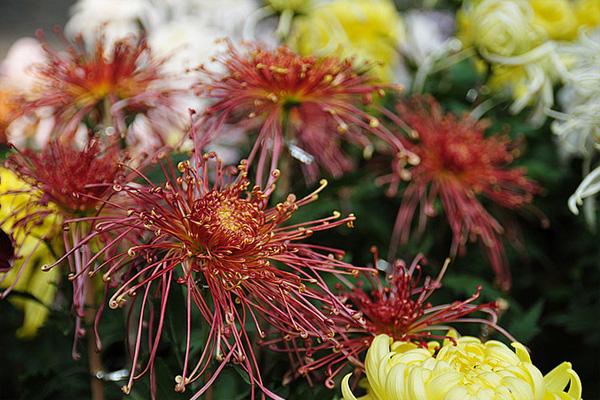2021长沙园林生态园菊花展举办时间-活动内容