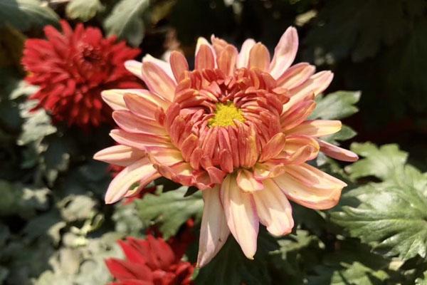 长沙园林生态园2021菊花展攻略