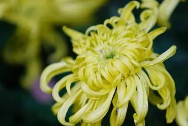 2021上海十一月花展和活动汇总