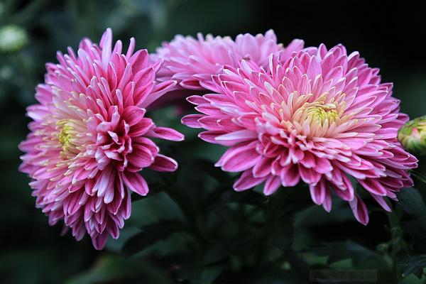 福州菊花展什么时候开始2021 附活动详情