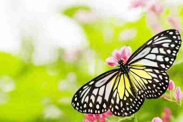 2021北京国际鲜花港蝴蝶大世界11月3日起暂停营业