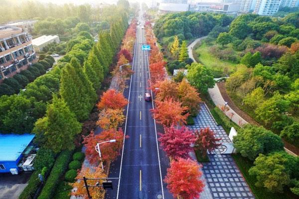 2021杭州市区看枫叶的地方