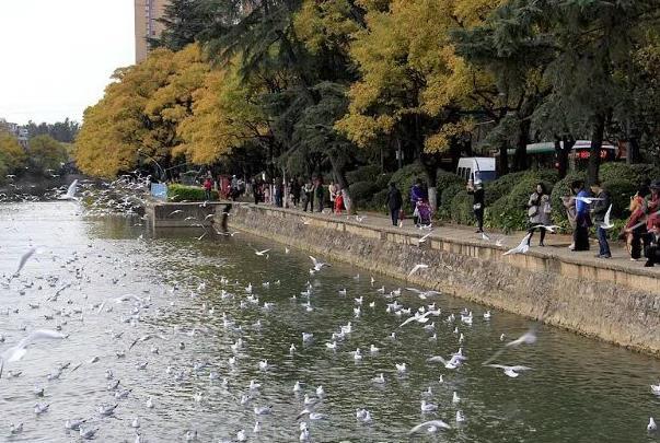 2021昆明海鸥最佳观赏地