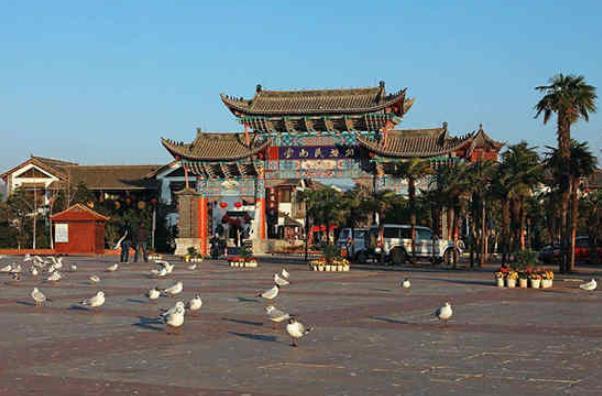 2021昆明海鸥最佳观赏地